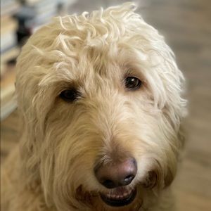 Meet your Posher, Wayne